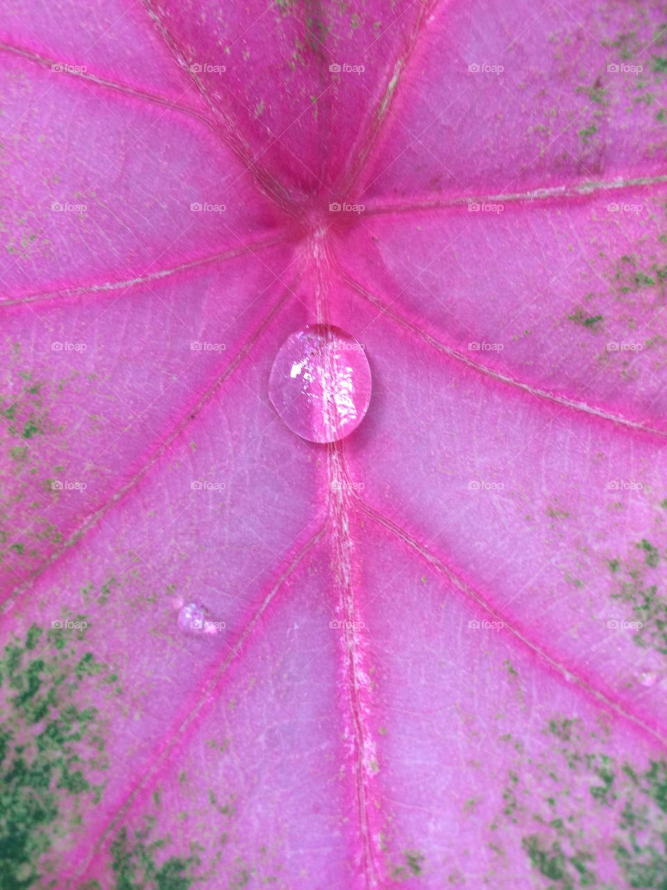 Water drop on leaf 