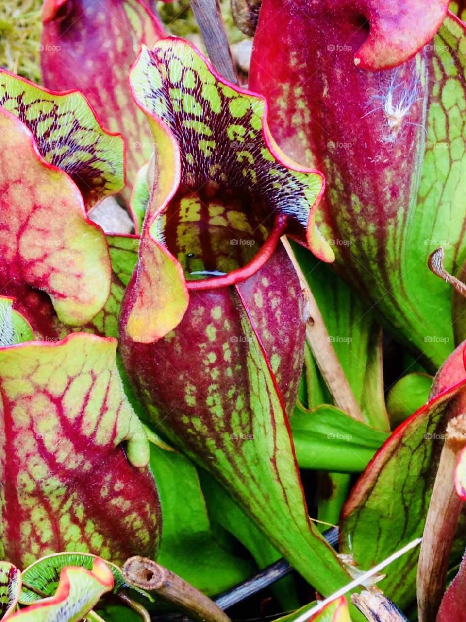 Purple pitcher plants at Spruce Flats Bog in PA