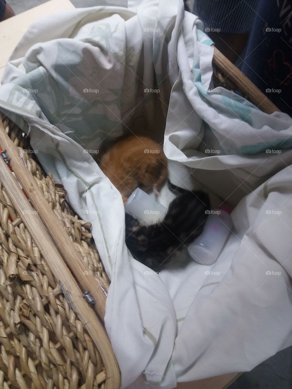 These kittens were left outside a co-worker's house and they are brought in the office to meet their new owners.