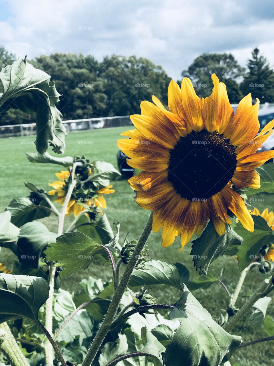 Sunflower patch 