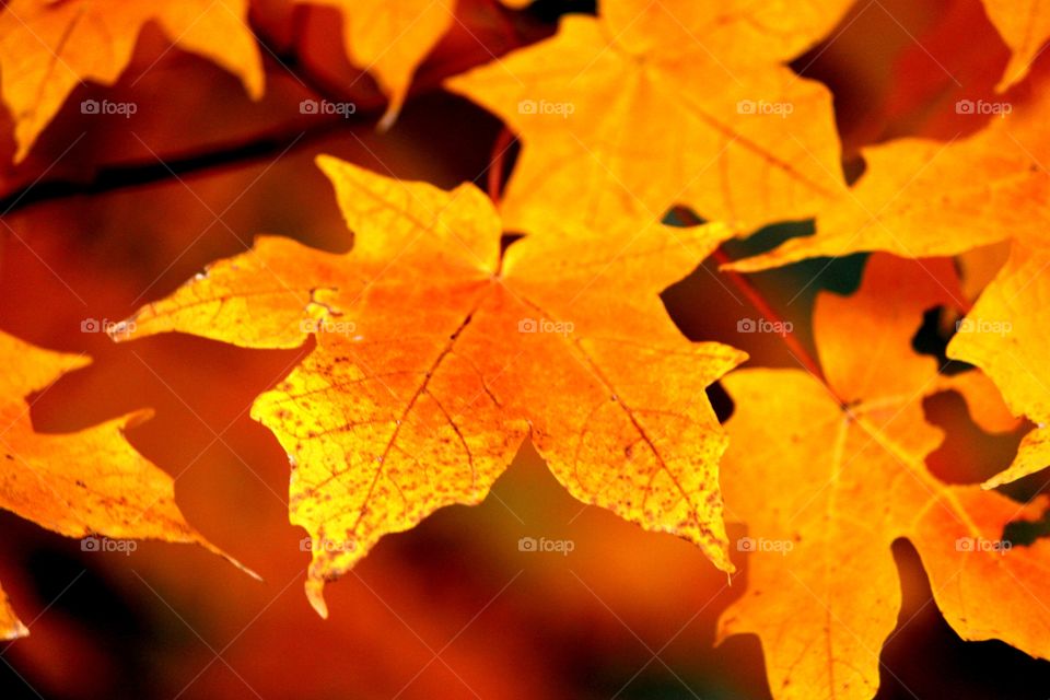 Fall Orange Maple Leaves