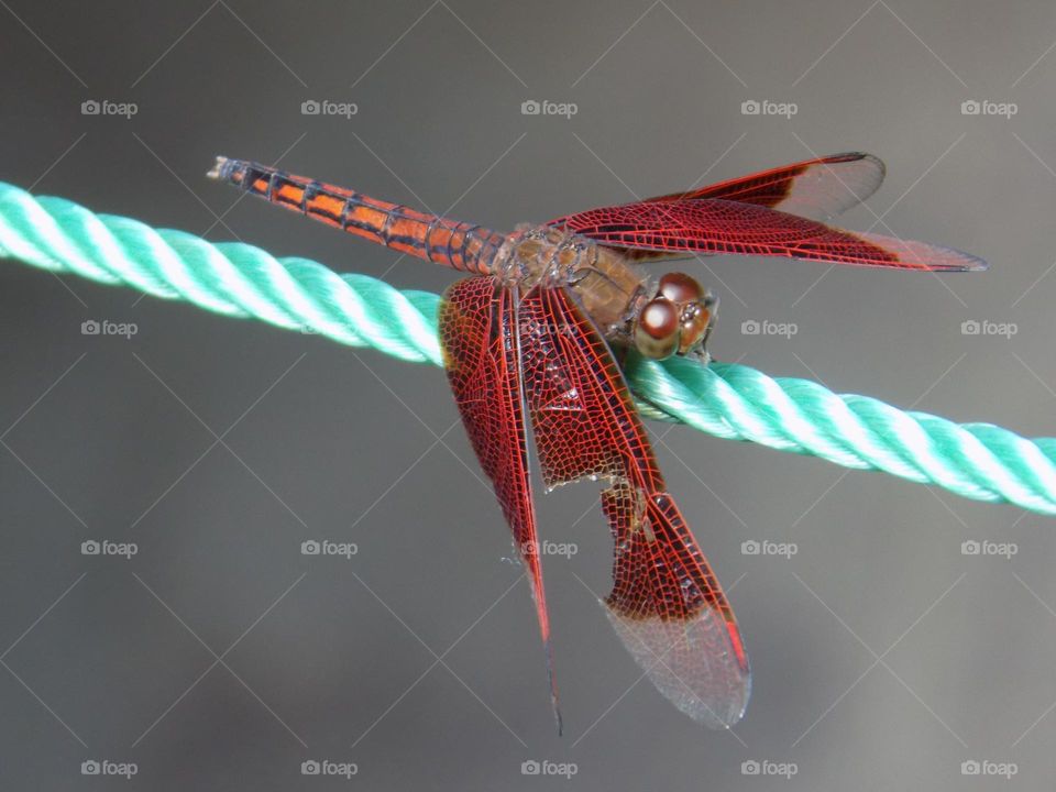 Dragonfly