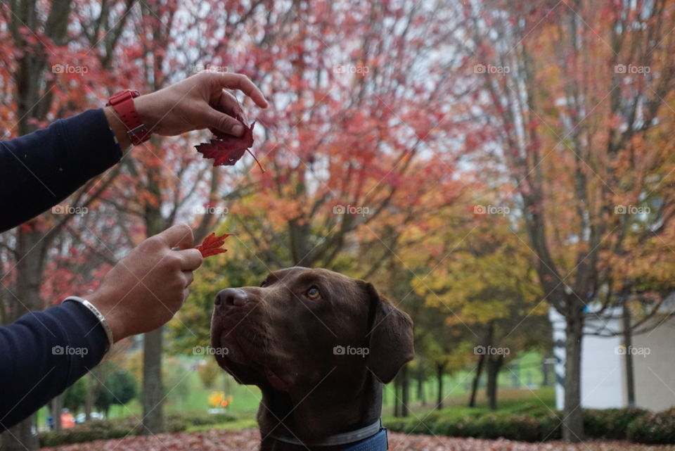 Autumn#nature#leaves#colors#dog#trees#season#hands