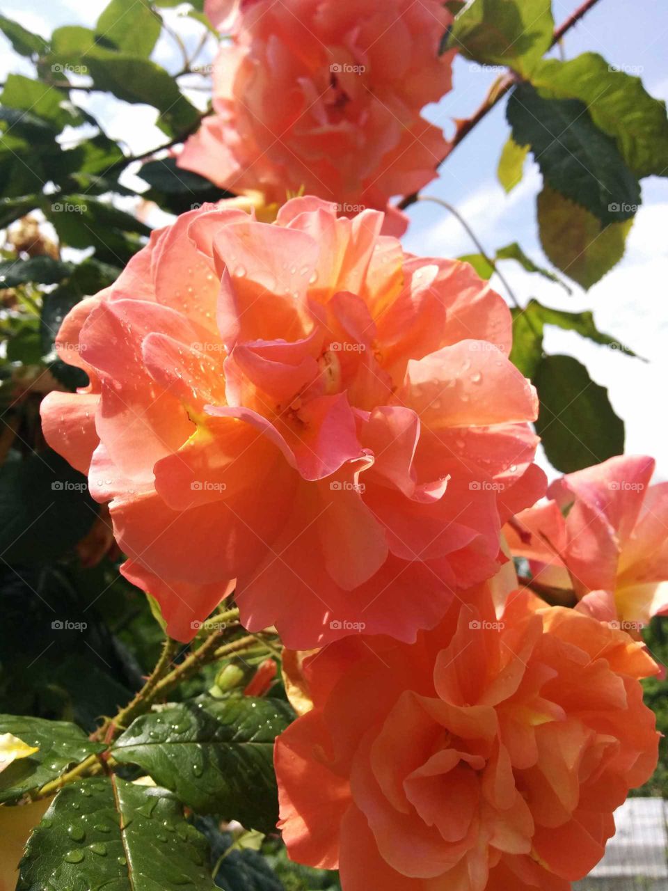 Orange yellow rose