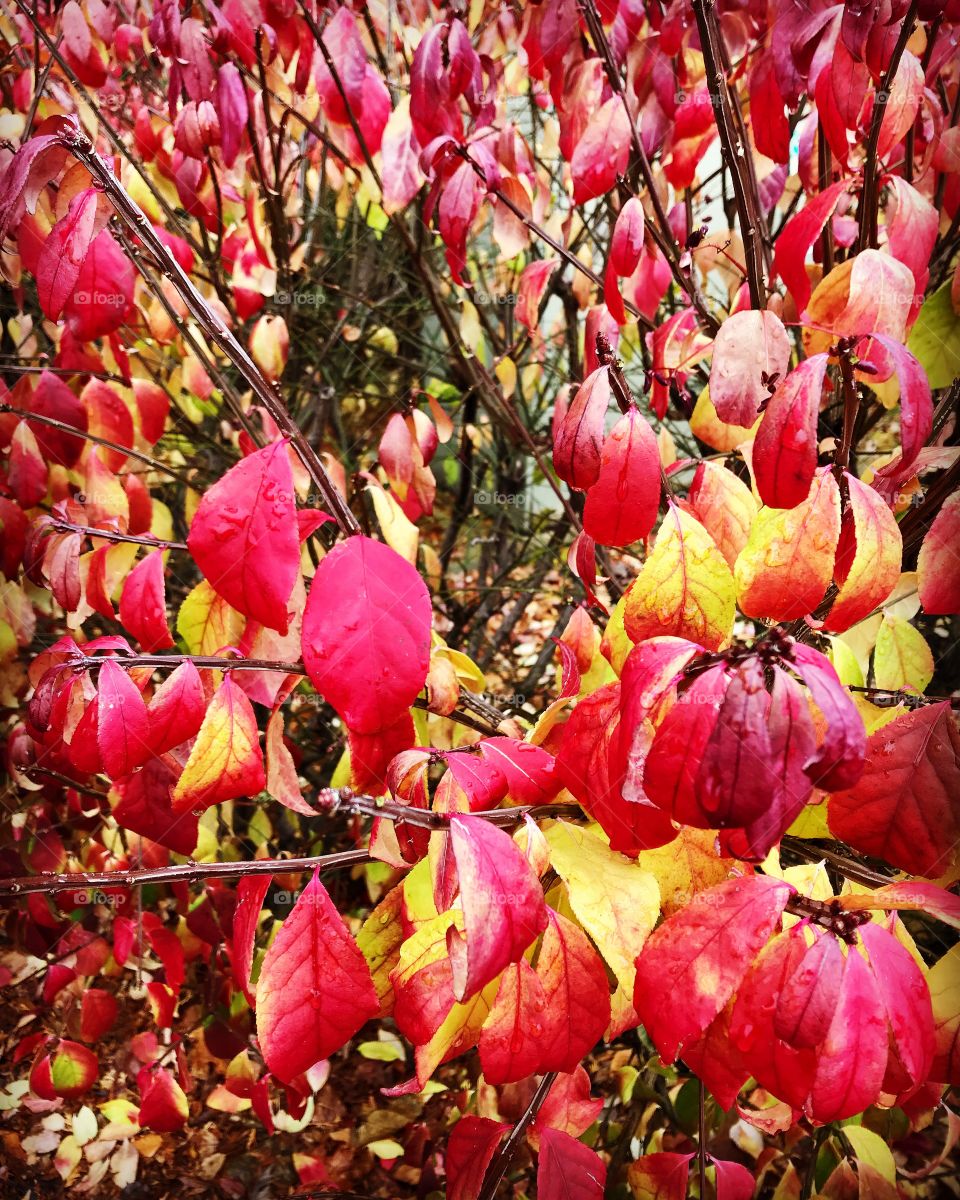 Burning Bush or fire bush that turns from green to red in winter. 