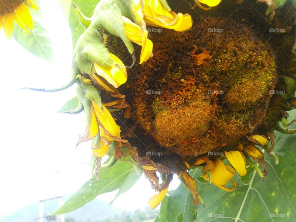 a beautiful sunflower in the garden.