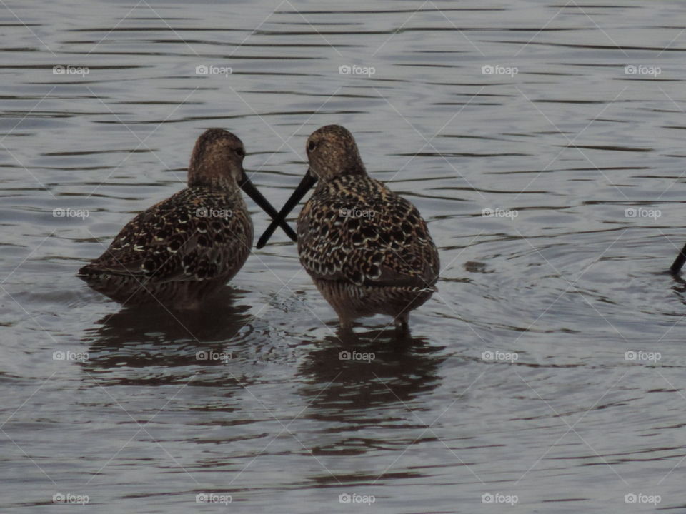Duelling Dowitchers.