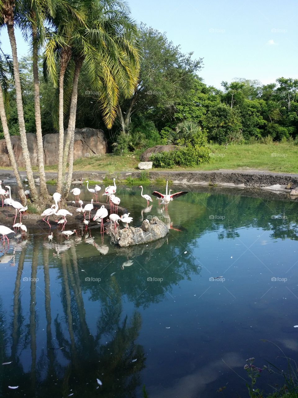 Flamingo Island. Took a picture of these lovely flamingos. 