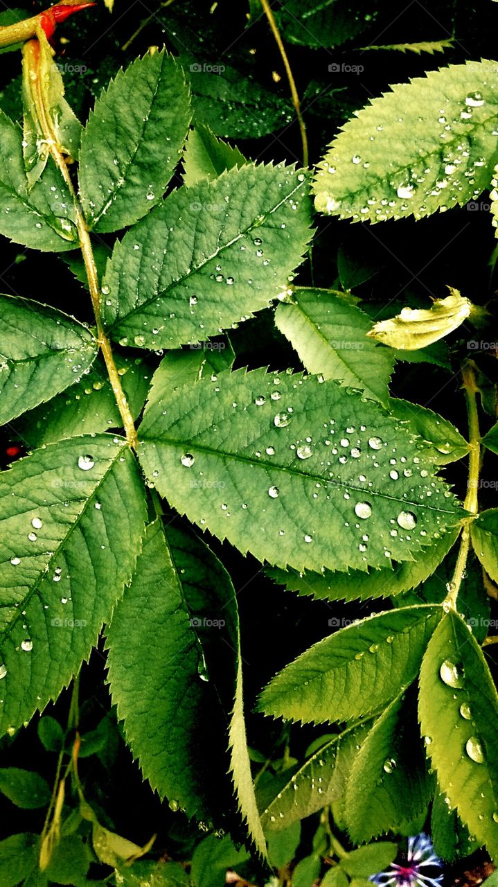 Raindrops on leaves