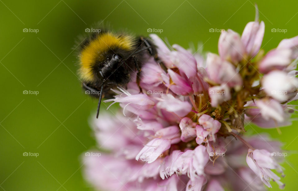 Bee on pink flower