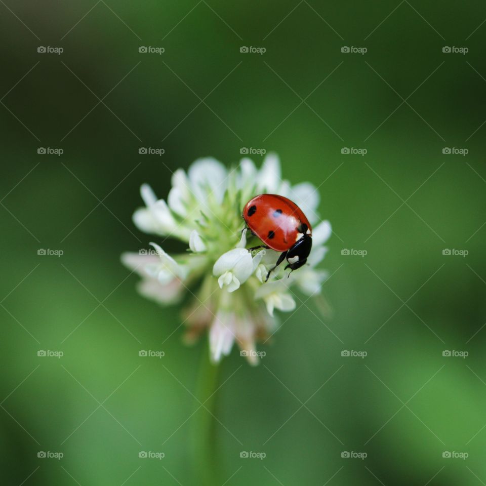 Ladybug 