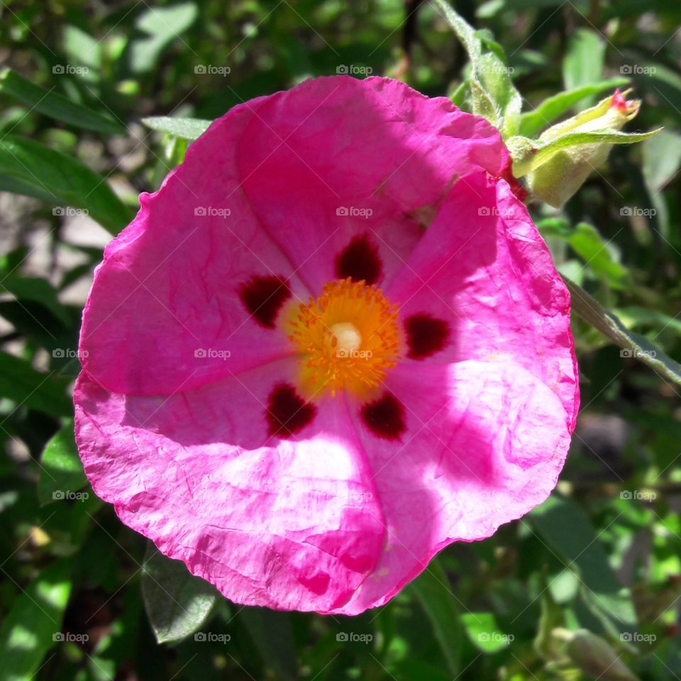 hor pink flower