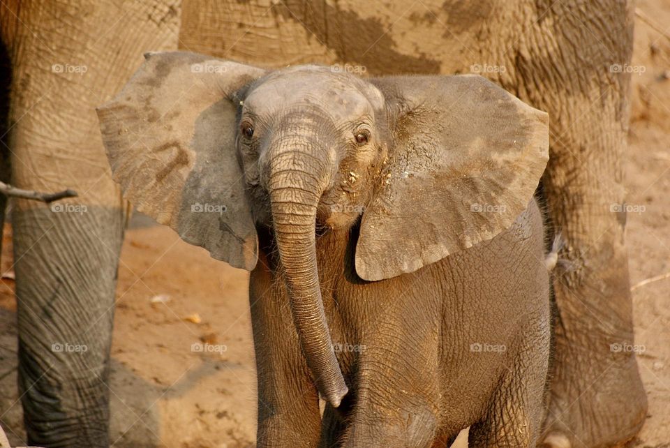 An elephant calf charging us 