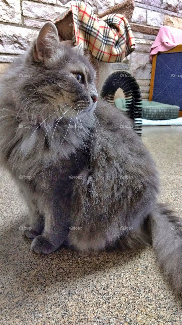 Grey shelter cat