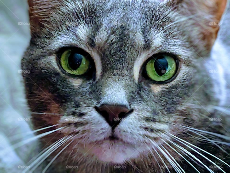 Bright green eyes looking at photographer from a beautiful grey tabby cat visage