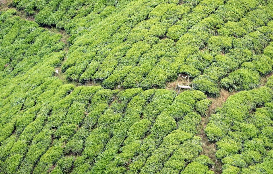 Leading line to the rule of thirds position of tea plantation background 