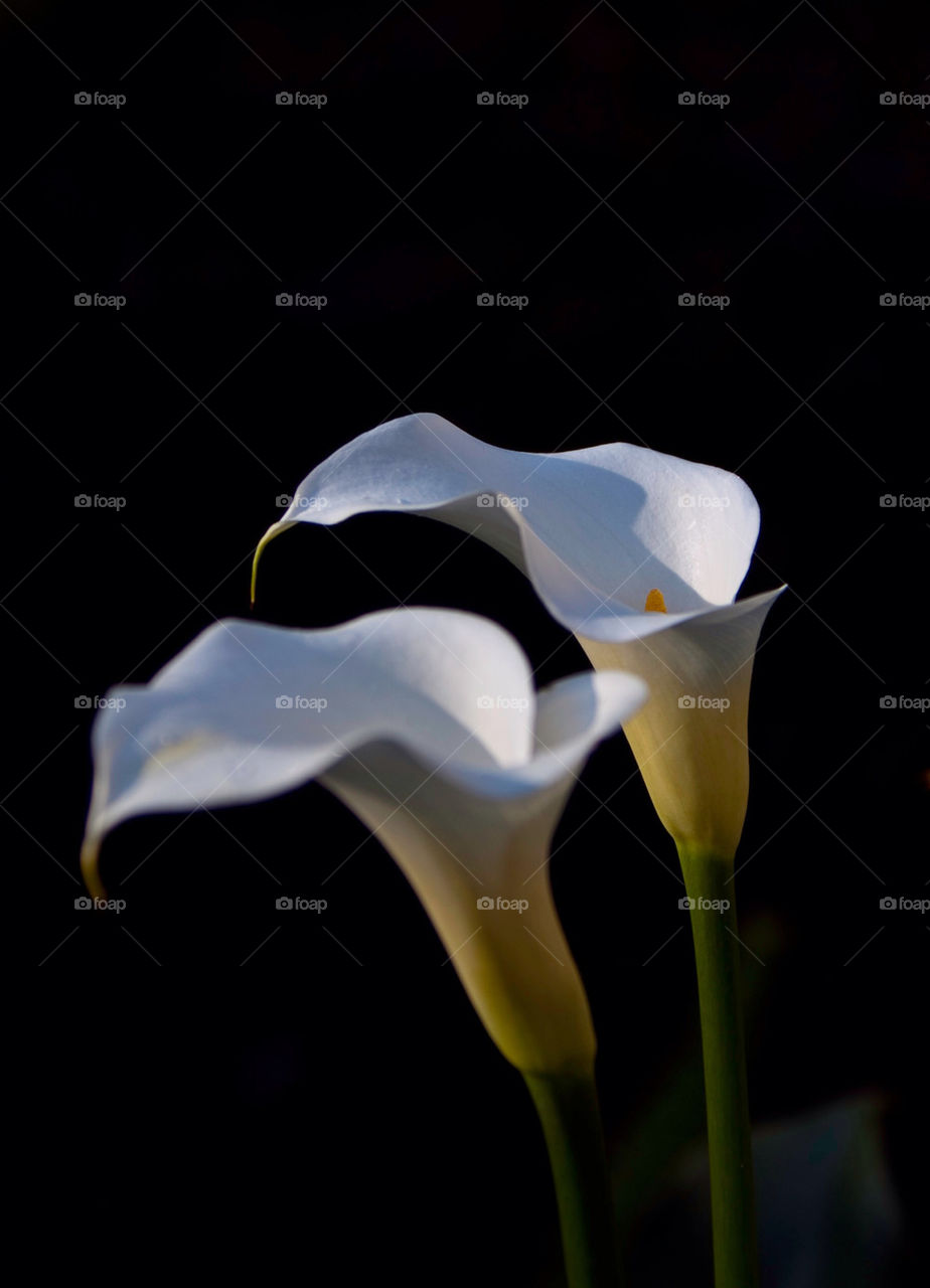 flower white lilly washington by nautiflyer