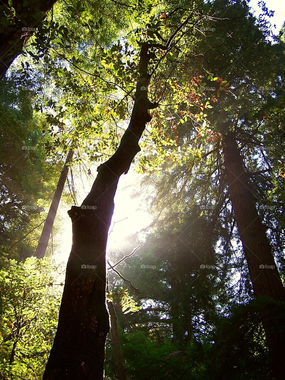 Sunlight breaking through the sequoia trees in the Muir Woods Area near San Francisco California;  John Muir, conservationist