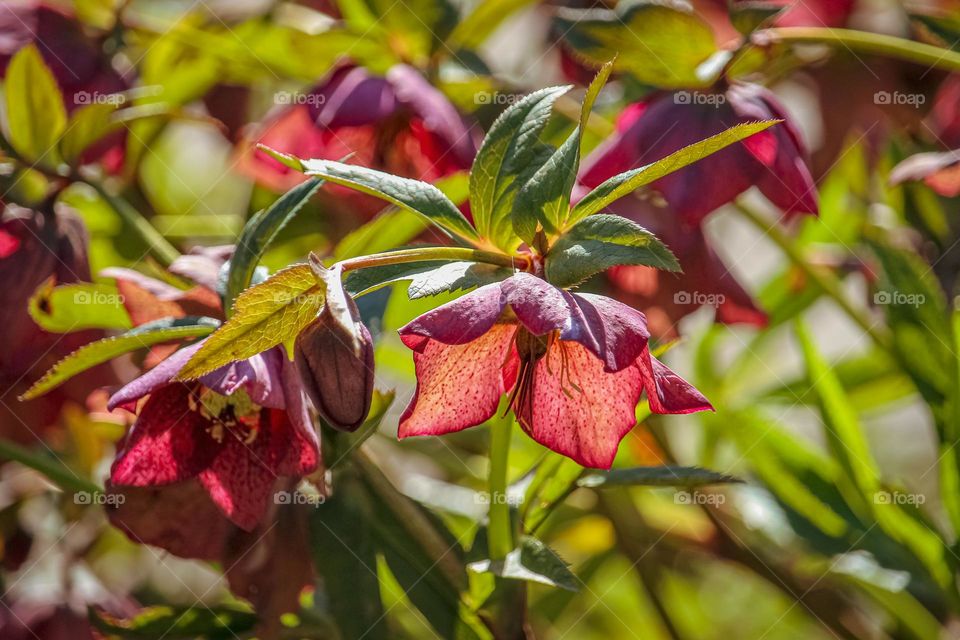 spring purple flowers