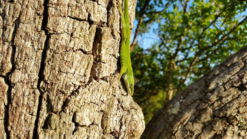 anole on tree