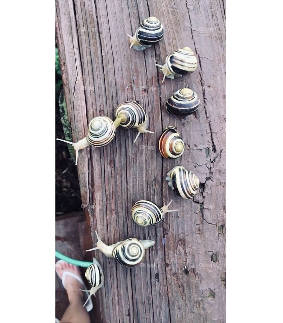 Snails enjoying the rain aftermath 
