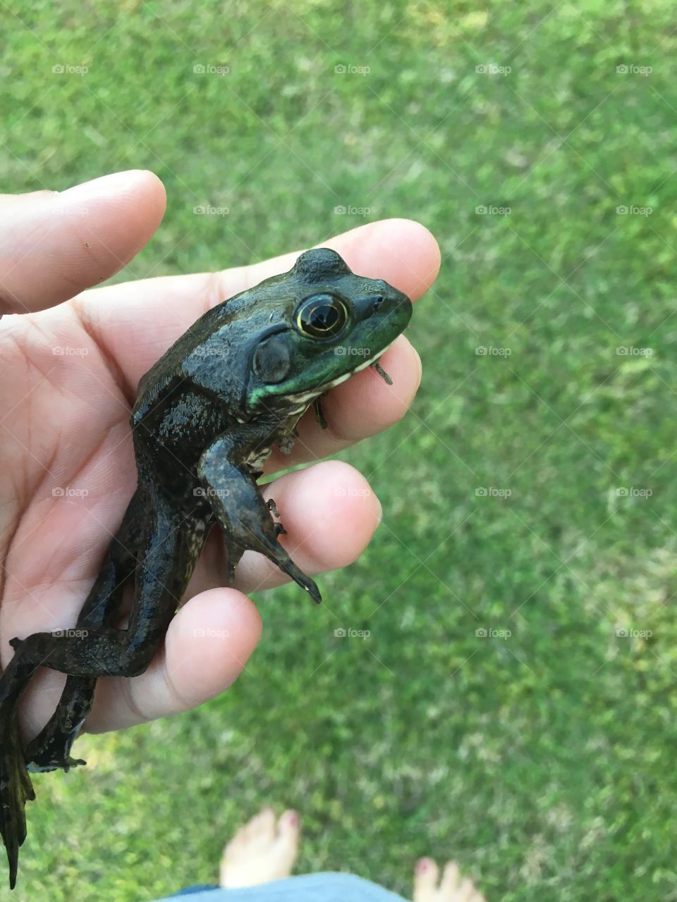 Rescued Frog 
