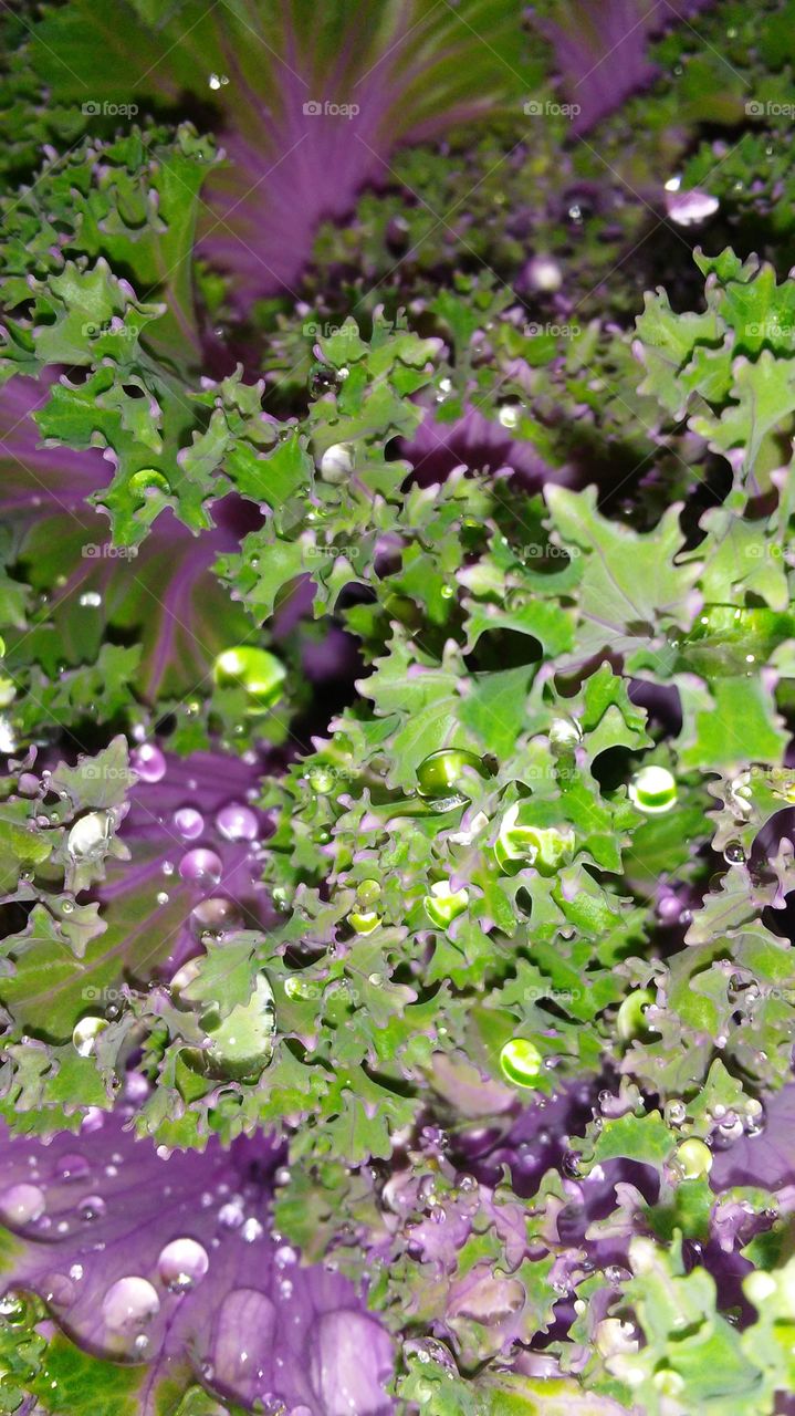 Nature, Flower, Flora, Leaf, Garden