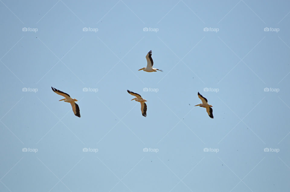 Pelicans fly in the sky above the Akkerman fortress in the city of Belgorod-Dniester, Ukraine