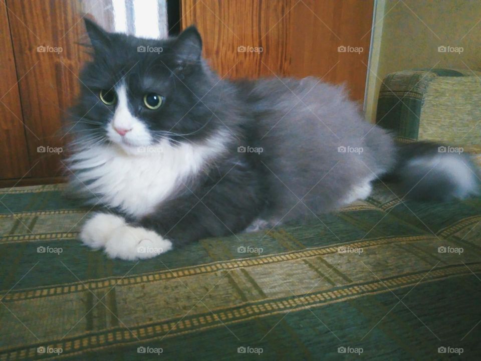 Gray fluffy homemade cat