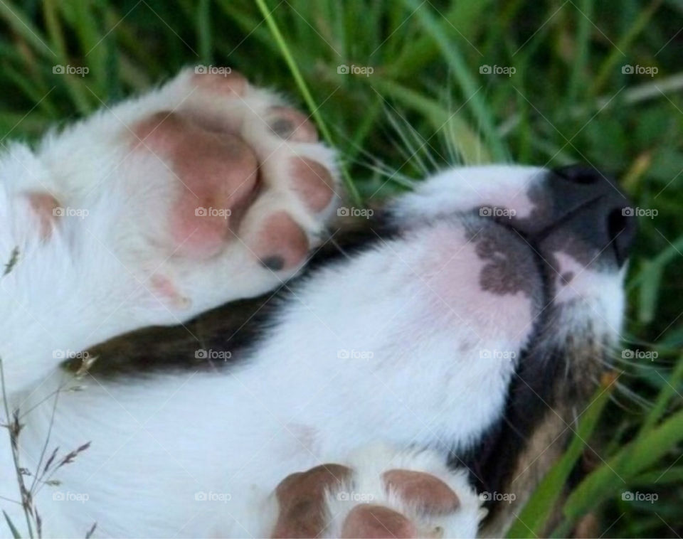 cute puppy söt valp by paula