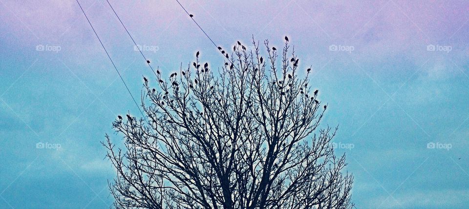 The birds