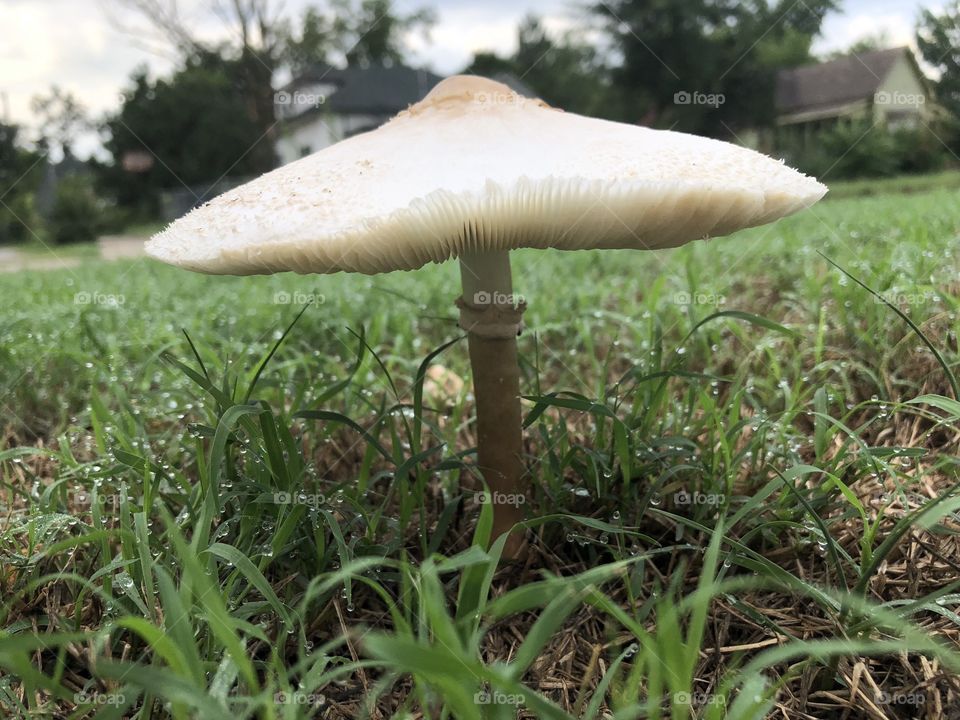 Tiny spring mushroom in rain bloomed big cap 