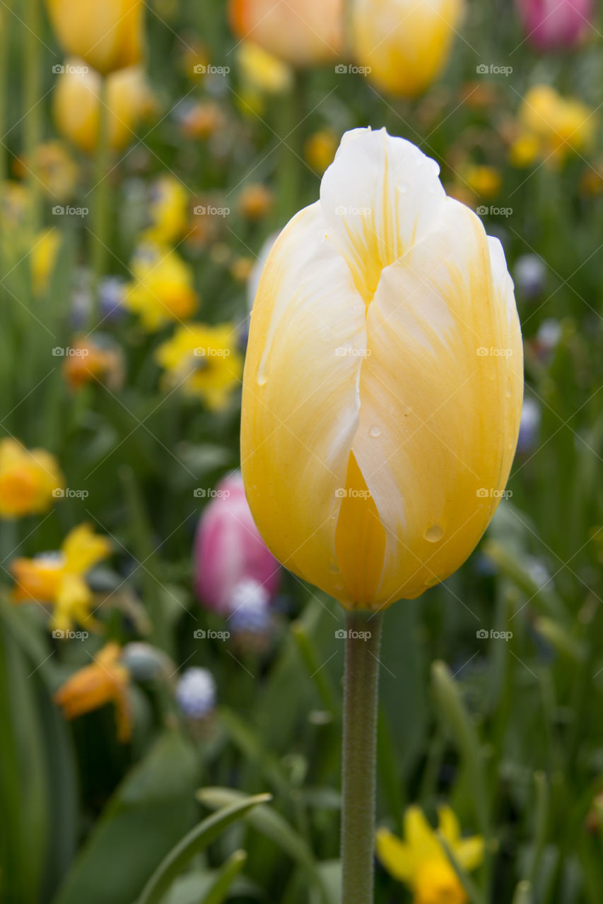 Spring tulips 