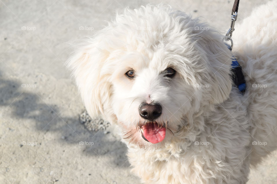 White Shaggy Dog