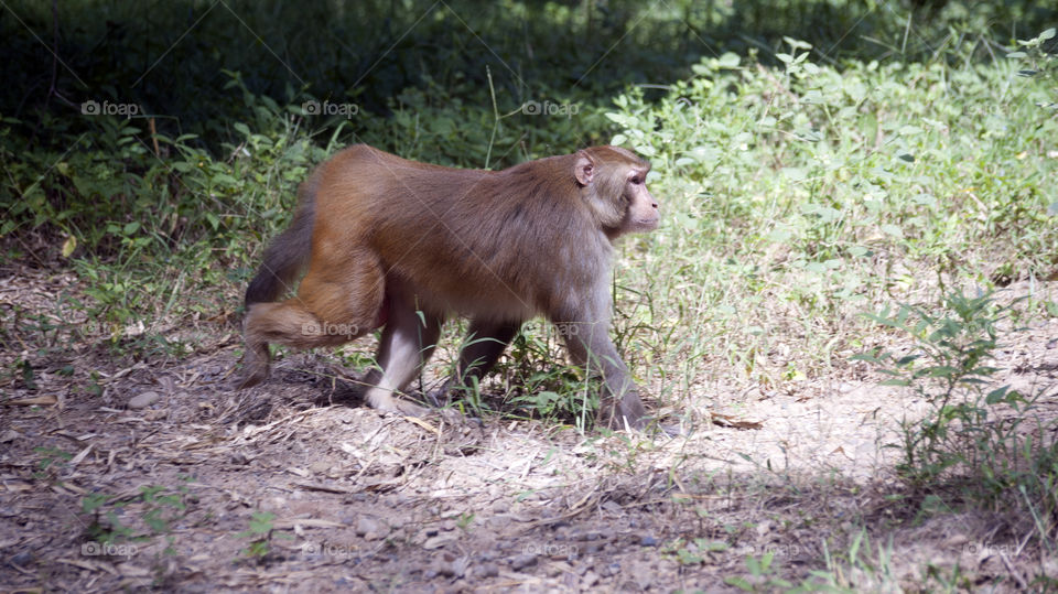 Monkey on his afternoon walk, looked quite confident.