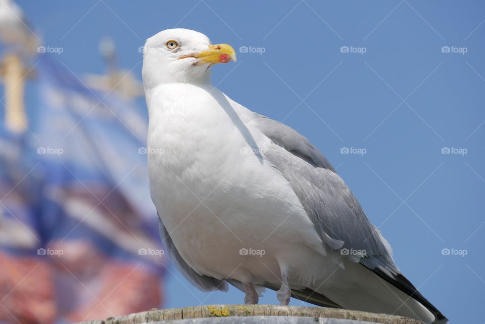 Seagull 