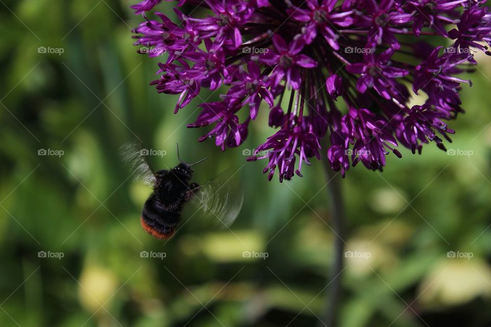 Bee and flower