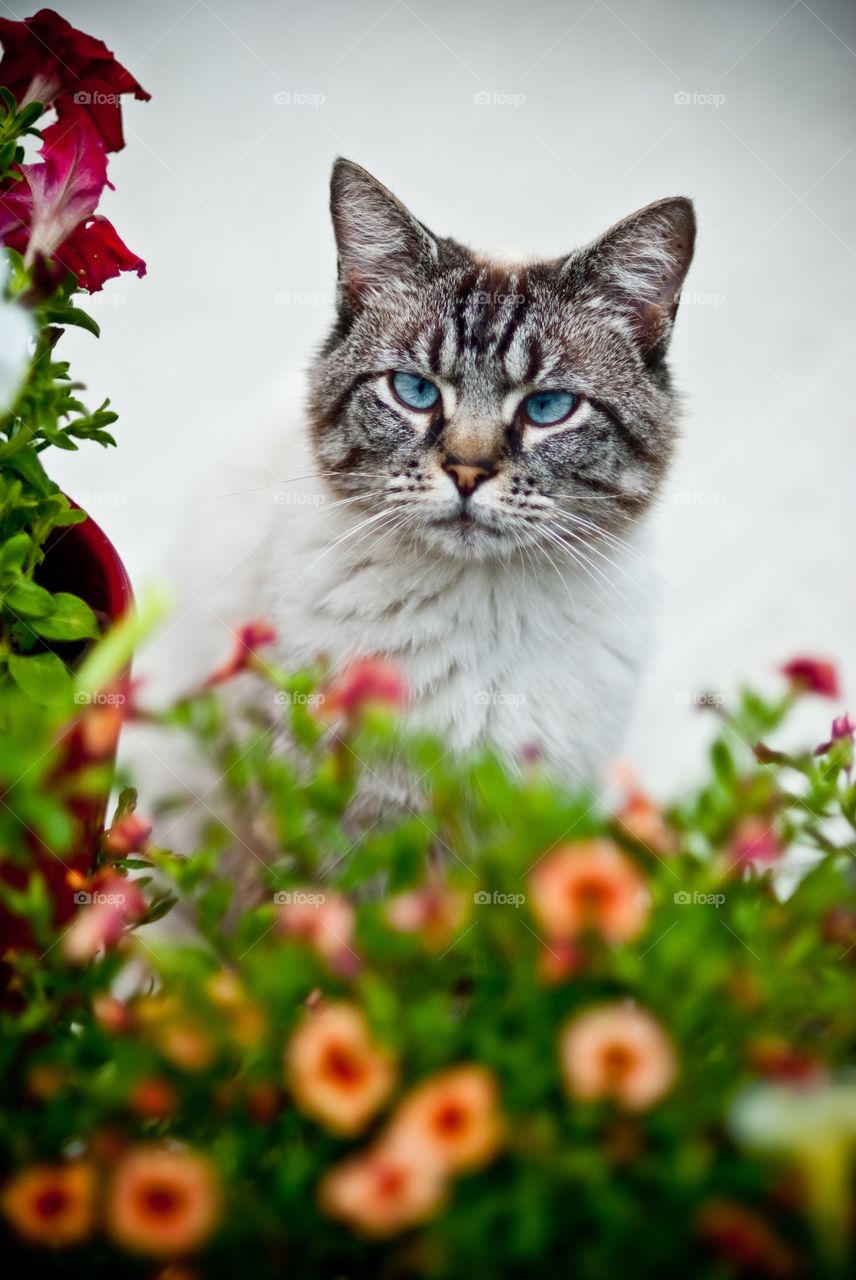 Portrait of a cat