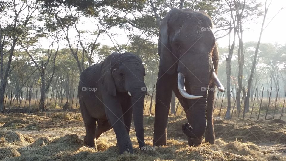 Elephant, Mammal, No Person, Trunk, Wildlife