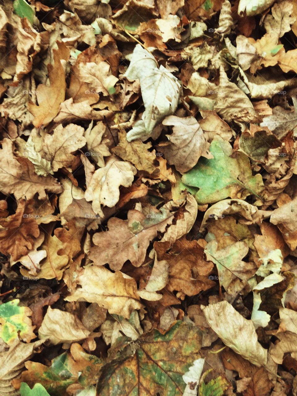 Leaf, Nature, Fall, Environment, Dry