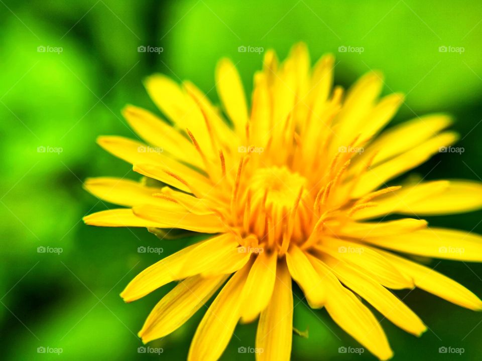 macrophotography of a yellow dandelion on a green background.