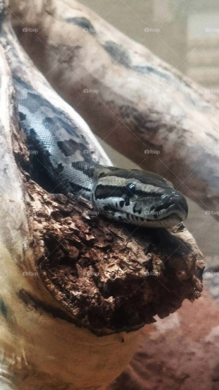 Python close up