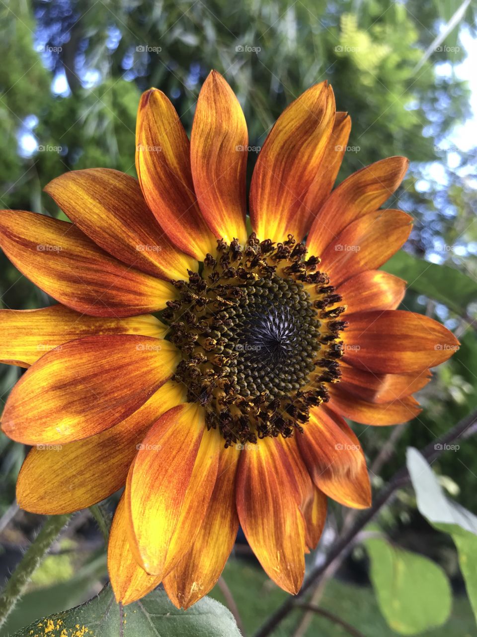 Advice from a sunflower. Stand tall. Hold strong. And always reach for the Sun!!! 