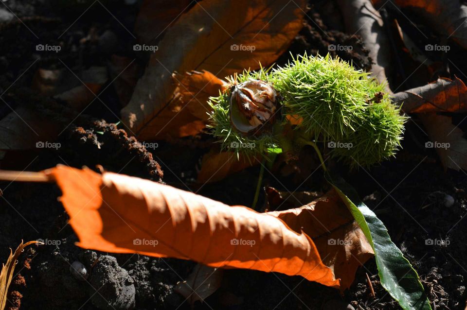 chestnut. autumn nature during golden hour