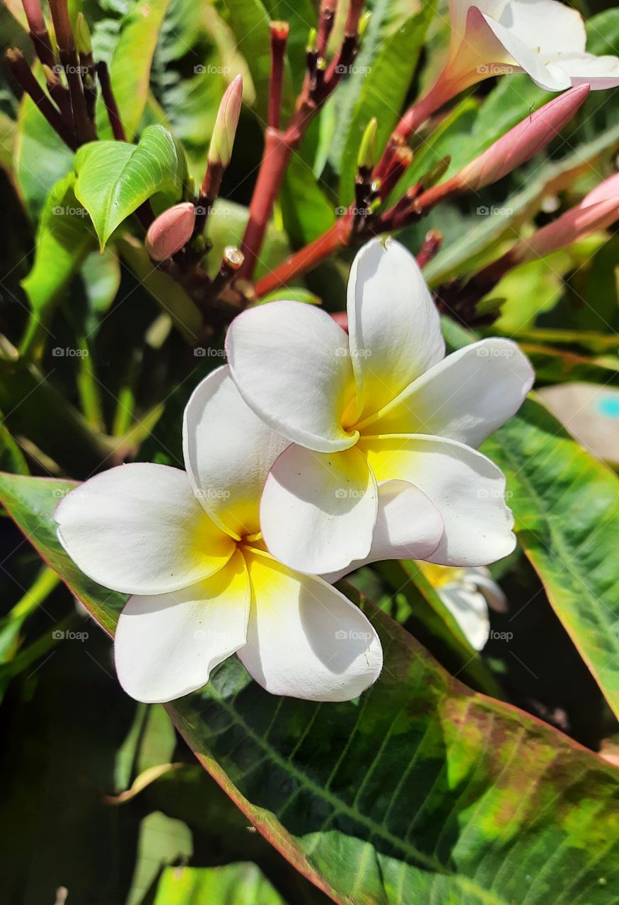 White flower,flower,nature,reflection,landscape,colorful,botany,spring blossom,floral,garden plant,summer