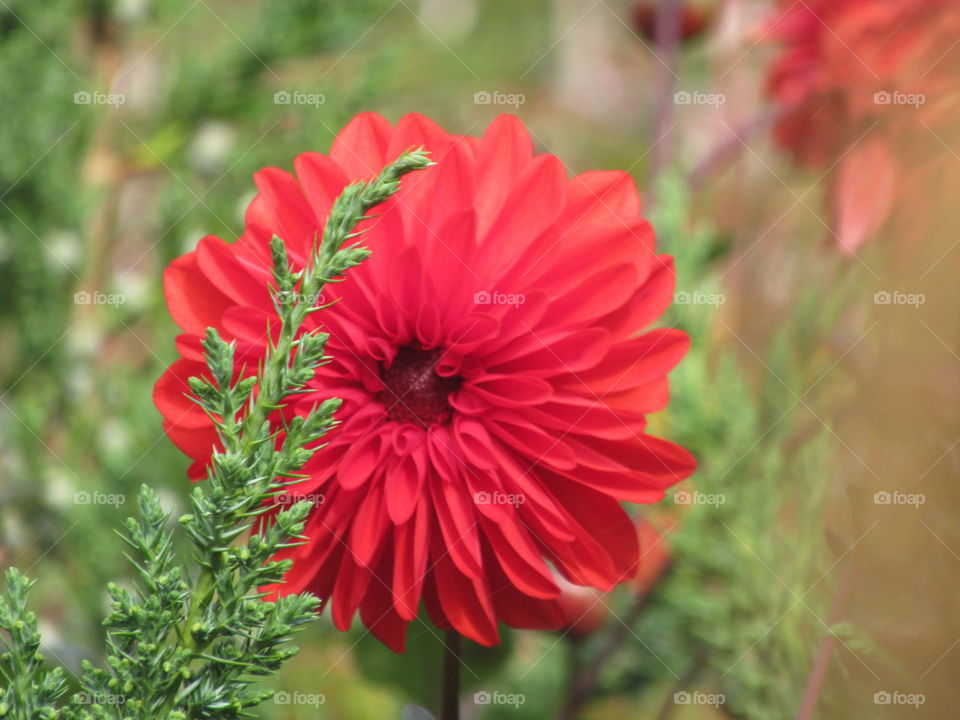 Bright dahlia amongst the greenery