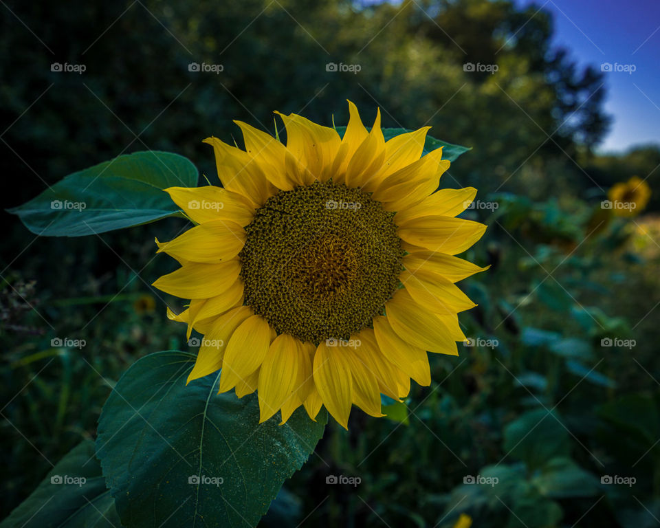 A beautiful sunflower