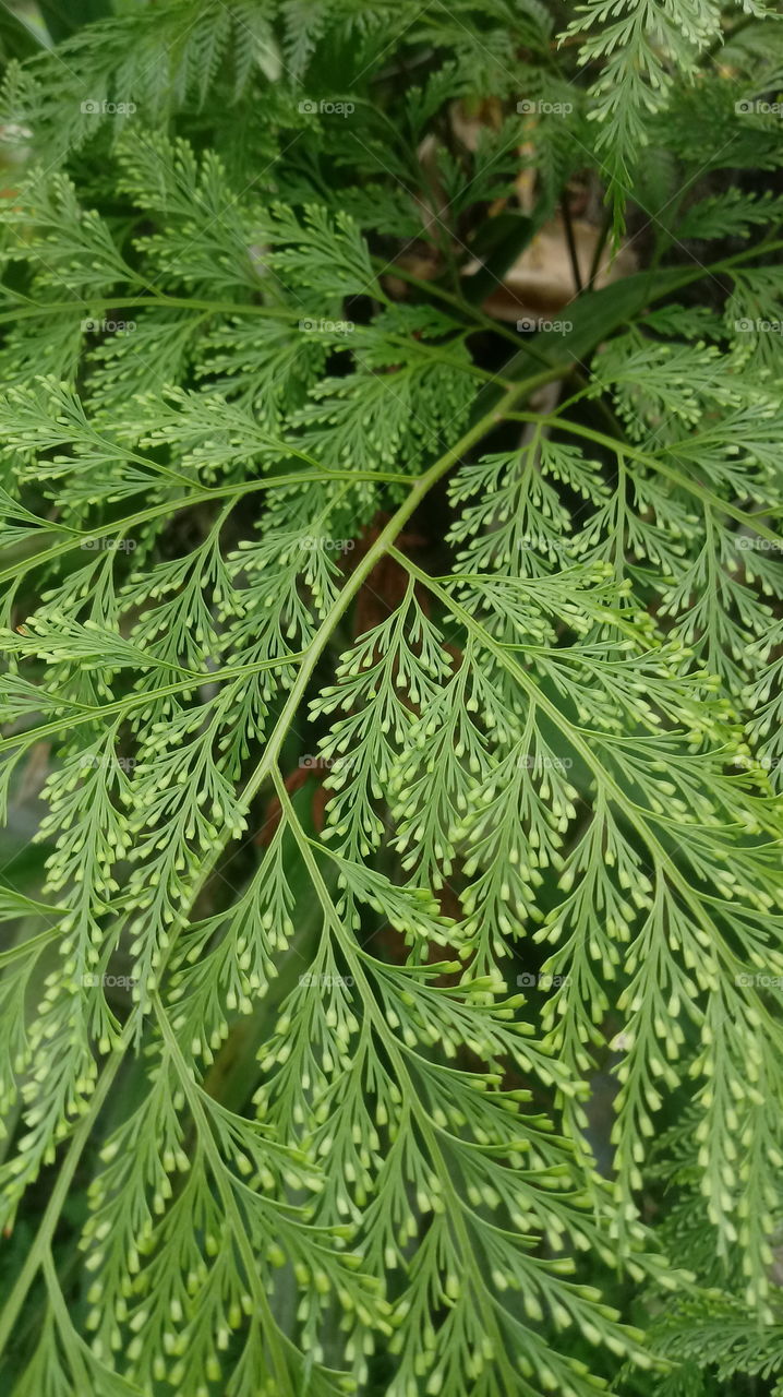 NATURAL NATURE BLÄTTER PFLANZEN  GARTEN