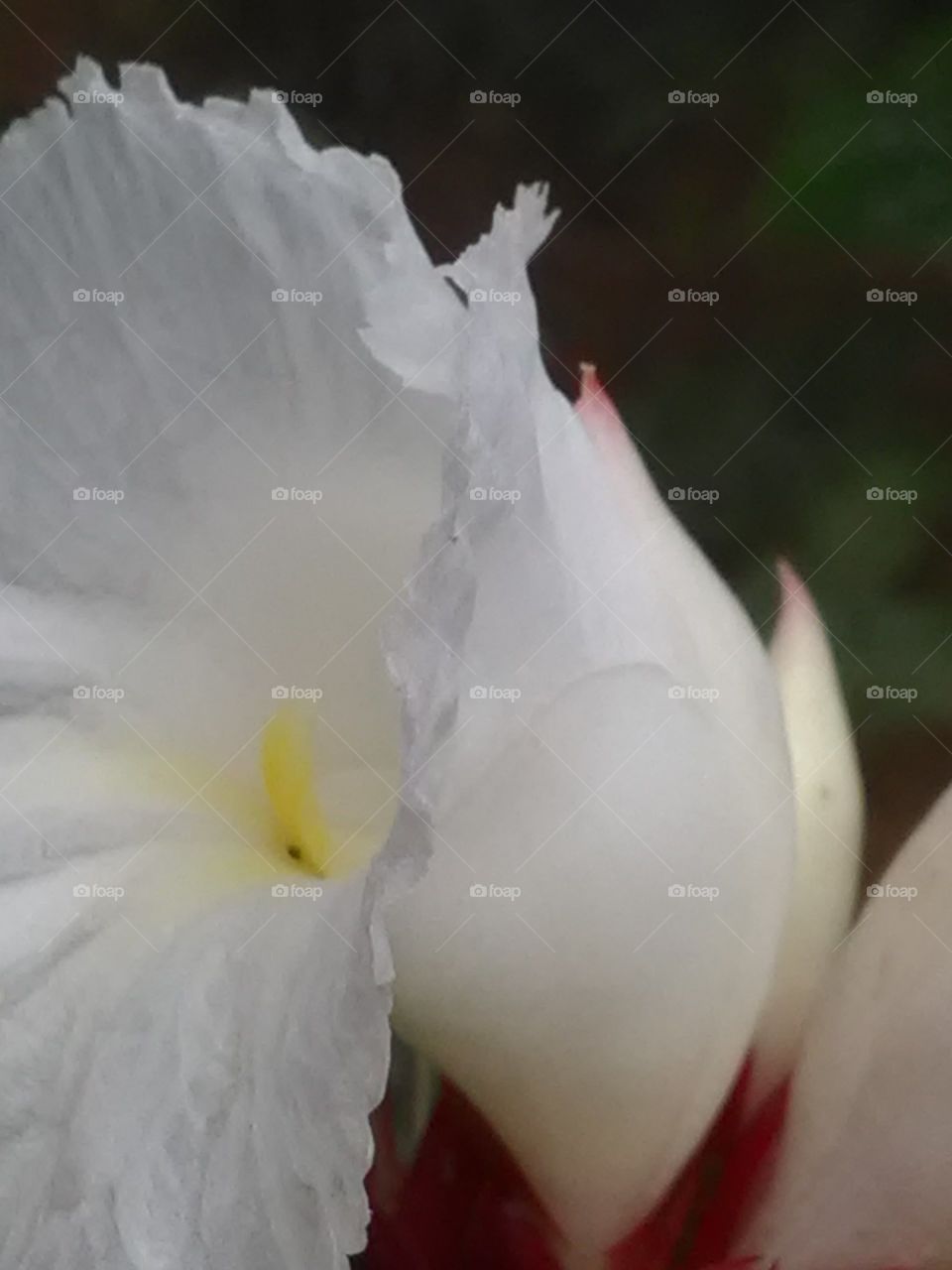 Do not look at it with my eyes, that there is no angel in white clothes. beautiful flower.