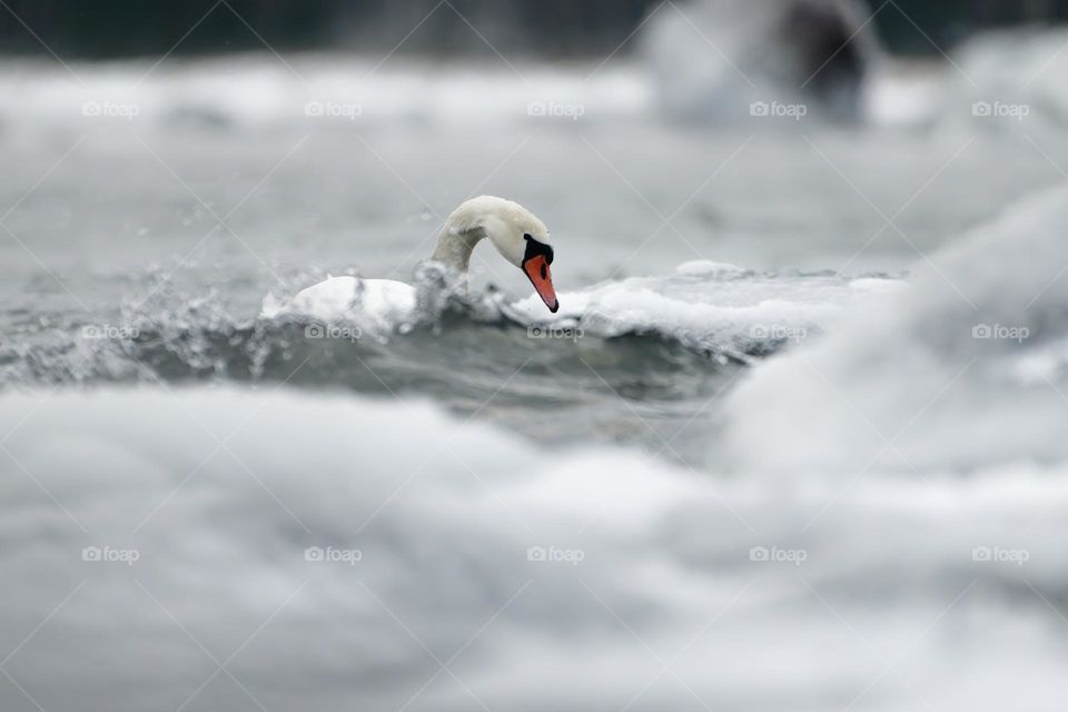 Mute swans swimming in the ice cold water between icy and snow covered rocks and splashing waves in the Baltic Sea. 